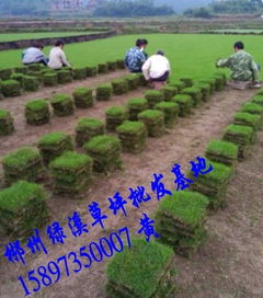 湖南馬尼拉草坪及22規格綠化草皮價格與苗木選購指南