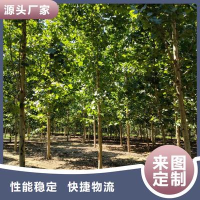 法桐苗木暢銷全國，優質基地助力綠化建設