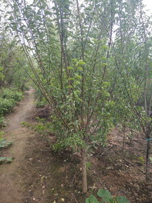 供應高質量綠梅苗木，打造完美園林景觀