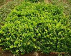 瀏陽市鑫森花卉苗木種植專業合作社綠化苗木產品列表