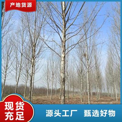 優(yōu)選翌昊造型法桐 寧夏地區(qū)優(yōu)質法桐苗木推薦