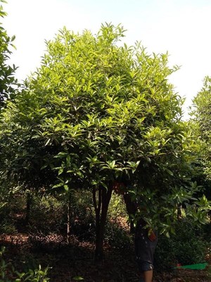 咸寧萬桂桂花苗木種植專業合作社 深耕苗木產業，打造桂花之鄉