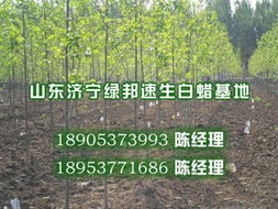 供應衡水速生白蠟樹苗 優質廠家在線報價與實拍苗木圖片一覽